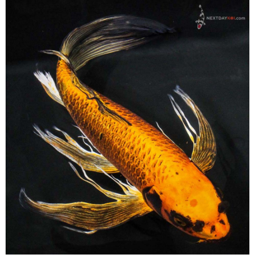 Koi Balığı Tül kuyruk 1 Ad 7-9 Cm 