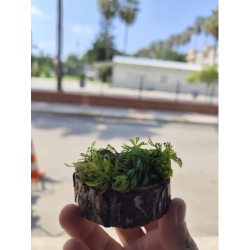 Ceratophyllum demersum (Çam) Kütüğe Sarılı Köksüzdür