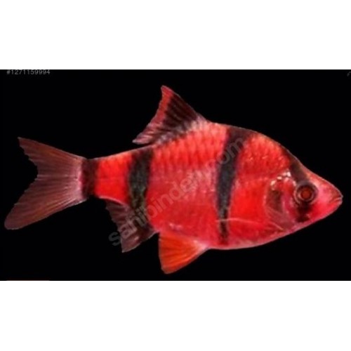 Tetrazon Kaplan 1 Adet 3- 4 Cm Transgenic Kırmızı