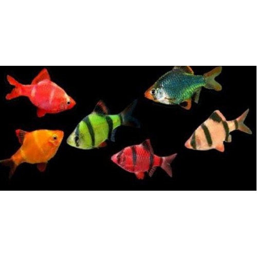 Tetrazon Kaplan 1 Adet 3- 4 Cm Transgenic Kırmızı