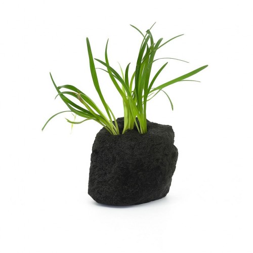 Lav Kayasına Tutturulmuş Cüce Saz Ophiopogon japonicus Minima (Zemin) 1 kök 4-5 Cm