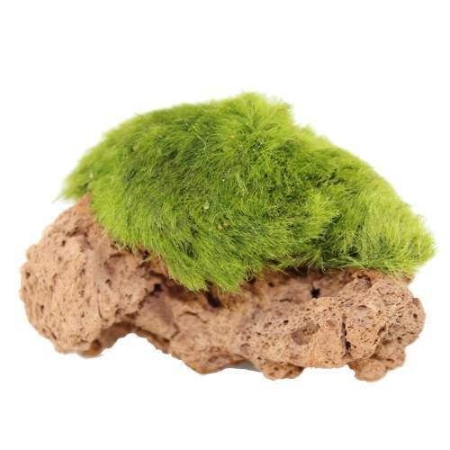 Marimo Moss Rock Canlı Bitki Lav Kayasına Sarılı Moss Ball 4-7 Cm 1 Adet 