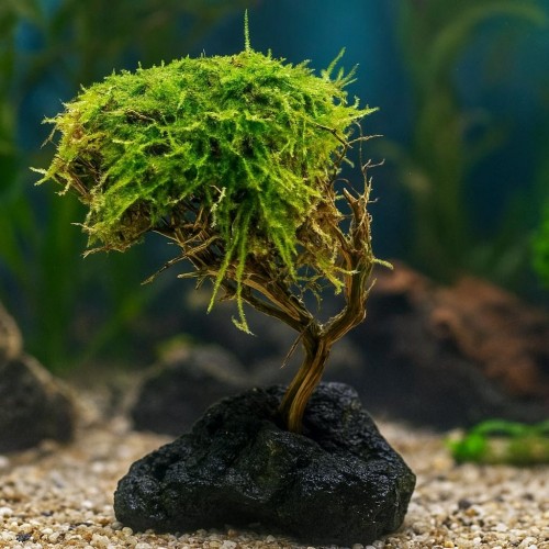 Moss Sarılı Ağaç Figürü Lav Kayasına Tutturulmuş Moss Ağacı Karides Yuvası Ve Akvaryum Dekoru 1 Adet 15-20 Cm Boy