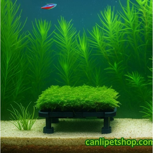 Moss sarılı platform 15 x 15 cm