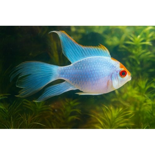 Electric Blue Ramirezi Tül Ciklet 1 Adet 4-5 Cm