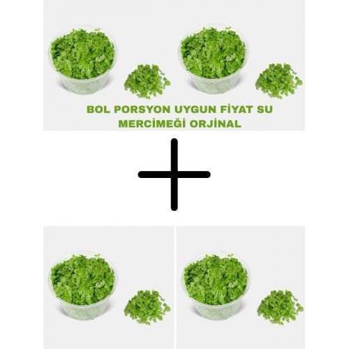 Su Mercimeği (Lemna Minor)  4 Cup Bol Porsiyon
