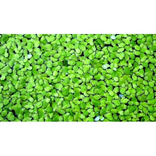 Su Mercimeği (Lemna Minor)  4 Cup Bol Porsiyon