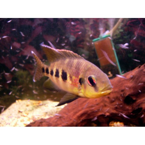 ..Spotted Yellow Tilapia Ciklet 1 Adet 10-13 cm Tüm Balıklarla Uyumlu Havuzda Bile Yaşar