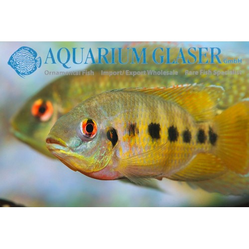 ..Spotted Yellow Tilapia Ciklet 1 Adet 10-13 cm Tüm Balıklarla Uyumlu Havuzda Bile Yaşar