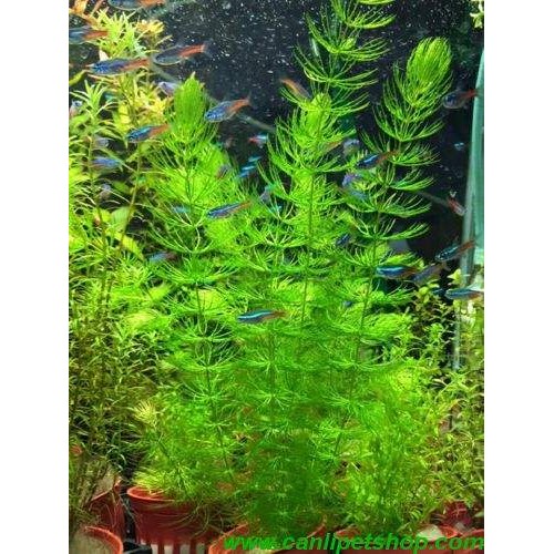 Ceratophyllum demersum (Çam) Kütüğe Sarılı Köksüzdür