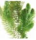 Ceratophyllum demersum(Çam) 2 Pet