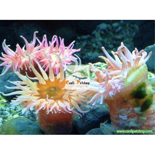 Anemones Boru (condylactis anemone) Tuzlusu Canlısı