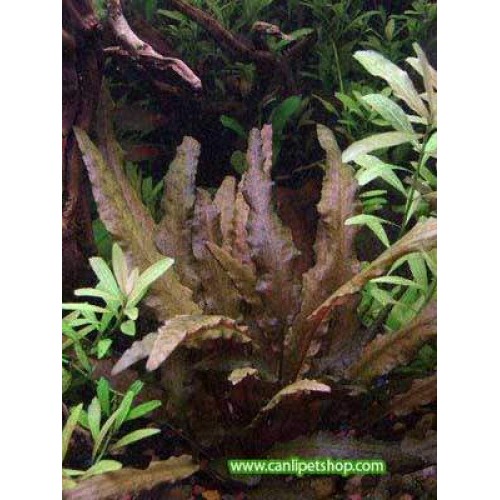 Cryptocoryne wendtii brown (Genç) İn Vitro 120 cc Plastik Kavanoz Akvaryum Zemin Bitkisi