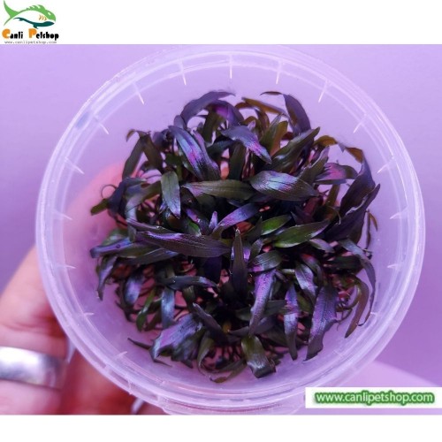 Cryptocoryne wendtii brown (Genç) İn Vitro 120 cc Plastik Kavanoz Akvaryum Zemin Bitkisi