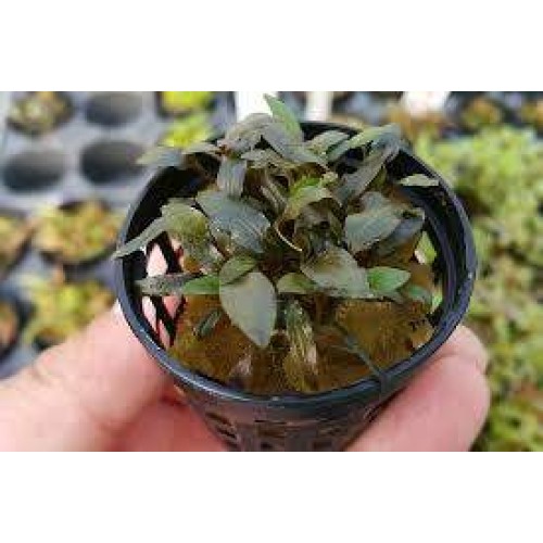 Cryptocoryne wendtii brown 1 Saksı Birinci Sınıf (Genç)