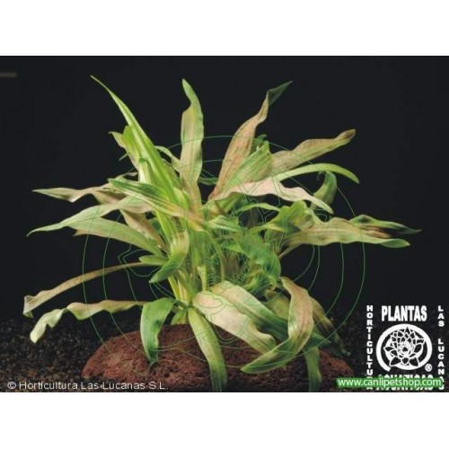 Cryptocoryne Costata 1 Ad