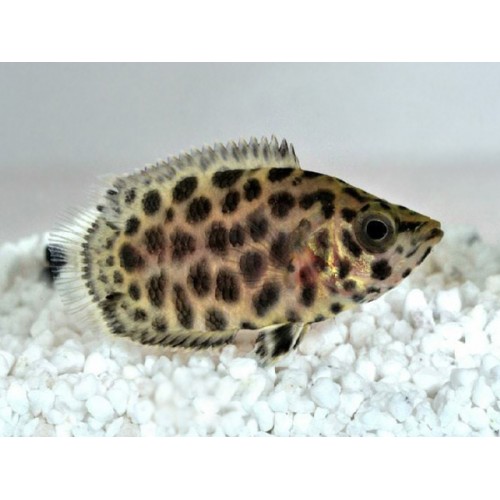 Leopar Gurami