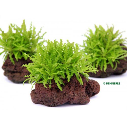 Pogostemon helferi 1 kap