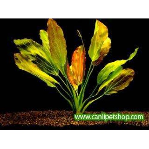 Echinodorus - Osirirs 1 Ad