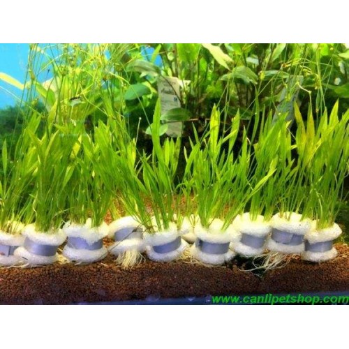 Echinodorus Tenellus  Zemin Bitkisi 1 Saksı