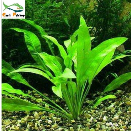 Echinodorus Amazonicus 2 kök 1 saksı  - Harika -