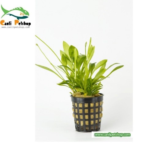 Echinodorus Latifolius 2 kök 1 Saksı - Harika -