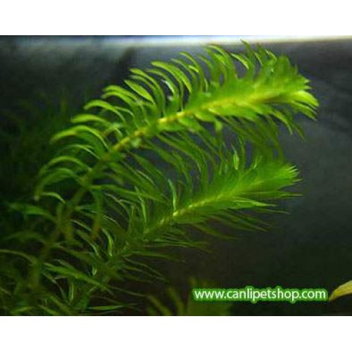 Elodea Densa (Egeria) 100 kök