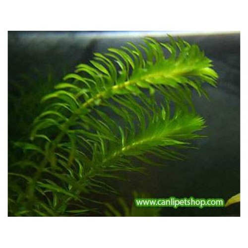 Elodea Densa(Egeria) 1 Saksı