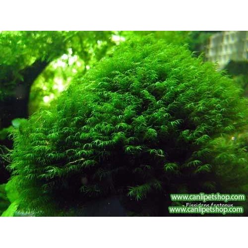 Moss Fissidens Fontanus  1 Pkt