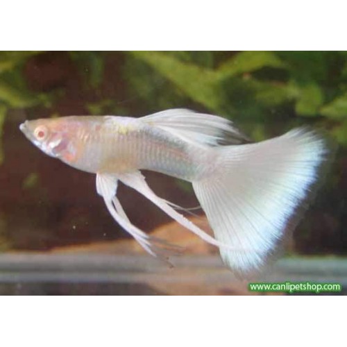 Lepistes Full White 10 Ad Dişi-erkek karışık 0,5-2 Cm