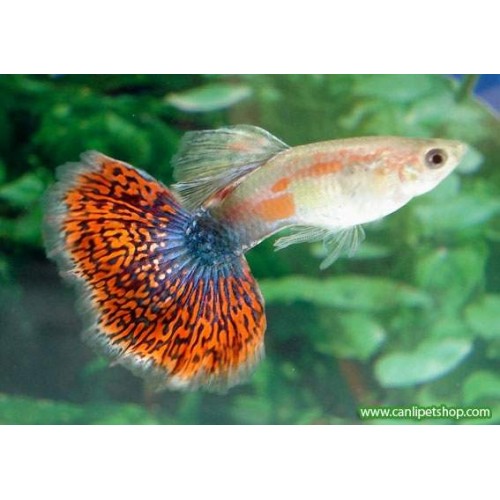 Lepistes Chili Red  Lepistes  3 Adet 1 Erkek 2 Dişi Toplam