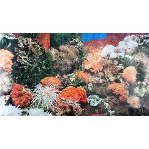 Arka Fon Deniz Mercanı 50 cm Uzunluk Yükseklik 50 Cm NO  J01