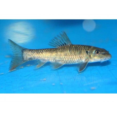 Yosun Yiyici (Garra Rufa)  (1 Erkek 2 Dişi) 3 Adet 4-5 Cm