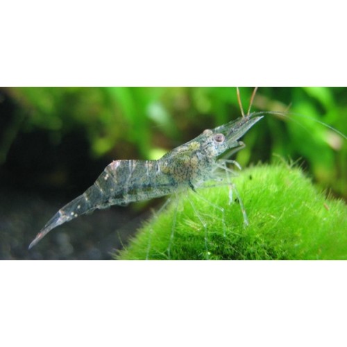 Hayalet Karides 1 Adet 1-1.2 Cm