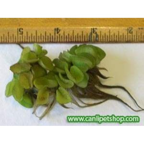 Giant Salvinia  1 kök Nitrat Emici