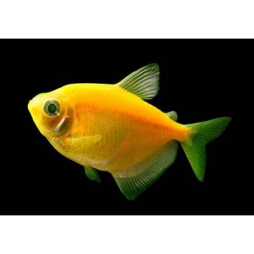 Tetra Transgenic 1 Adet 3-4 Cm Portakal