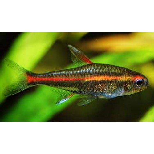 Tetra Günışığı ( Glowlight Tetra ) Sürü Balığı 5 Ad 2-3 Cm