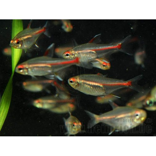 Tetra Günışığı ( Glowlight Tetra ) Sürü Balığı 5 Ad 2-3 Cm