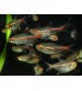 Tetra Günışığı ( Glowlight Tetra ) Sürü Balığı 10 Ad 1-2 Cm