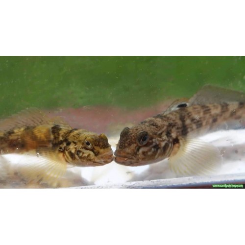 Gobius Niger ( Dip Balığı ) 1 Adet