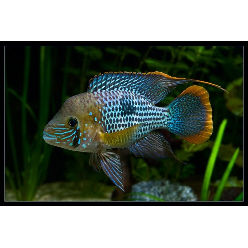Green Terör Ciklet 2 Adet (1 ERKEK 1 DİŞİ 8-10 Cm 