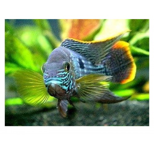 Green Terör Ciklet 1 Adet 17-20 Cm Yetişkin  İthal