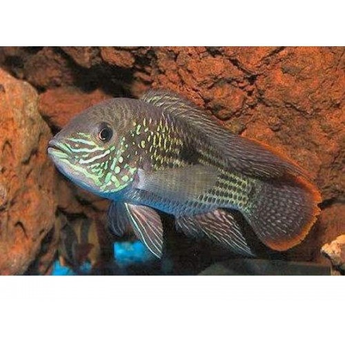 Green Terör Ciklet 1 Ad 10-12 Cm Yetişkin  Kızgın Erkek
