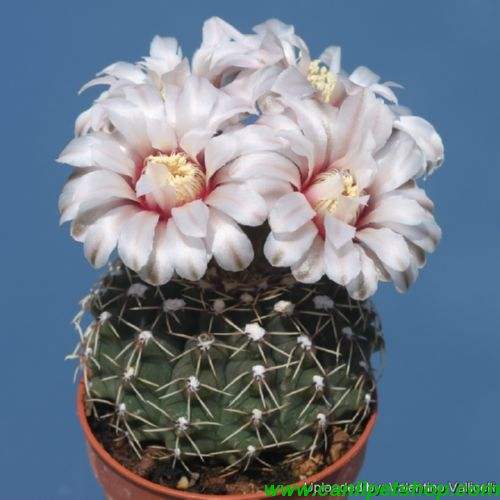 Kaktüs Gymnocalycium 1 Saksı