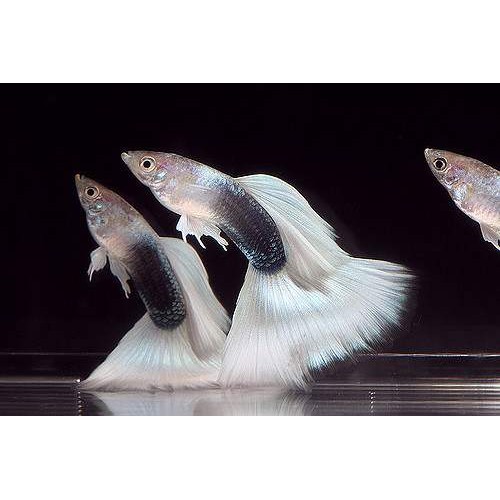 Lepistes  Hb White 1 Ad Erkek 2-3 Cm
