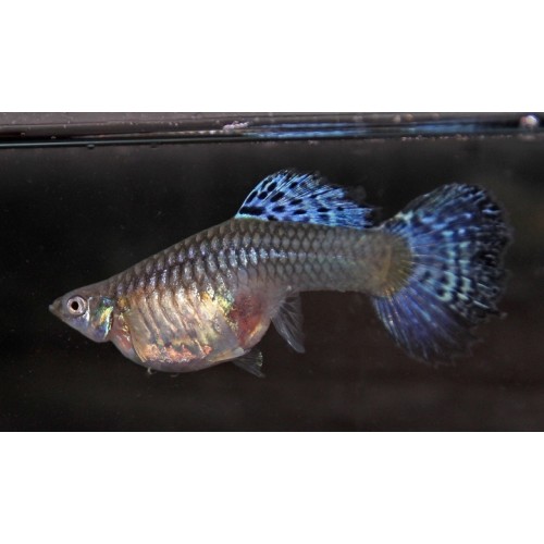 Lepistes Jumbo Hamile Dişi 1 Adet 3-4 Cm (Yavru Makinası)