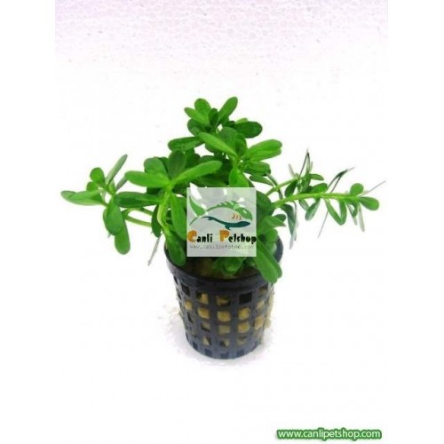 Bacopa Hedyotis Salzmannii 10 Dal (Tropica)