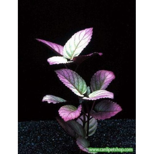 Hemigraphis Colorota1 Kök