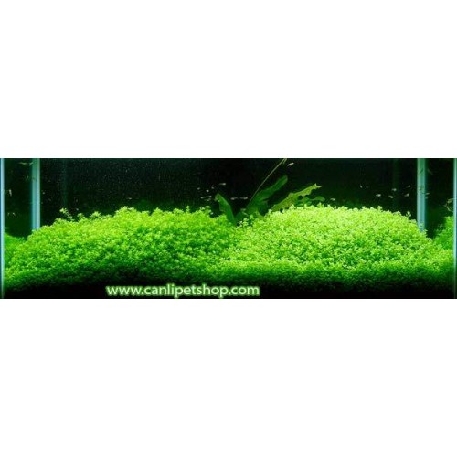 Hemianthus Micranthemoides  1 Öbek 