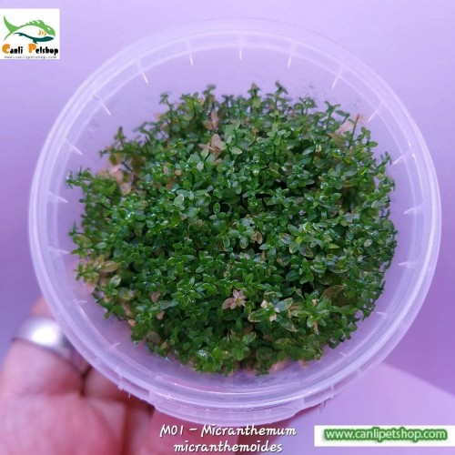 Hemianthus Micranthemoides İn Vitro 120 cc Plastik Kavanoz Akvaryum Zemin Bitkisi